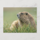 Search for marmot postcards Rodent