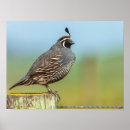 Search for california quail art Wildlife