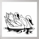 Search for black swan bird posters White