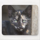 Search for tortie mousepads Cats