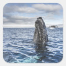 Search for grey whale stickers Blue