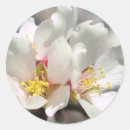 Search for almond stickers Blossoms