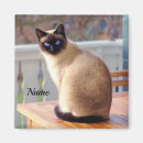 Search for blue eye magnets Kitty