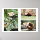 Search for red panda posters Asia