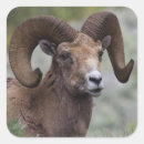 Search for ken stickers Wildlife