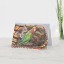 Search for buddies cards Animal
