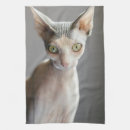 Search for sphinx cat Kitten