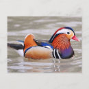 Search for mandarin postcards Animal