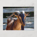 Search for black brown postcards Animal