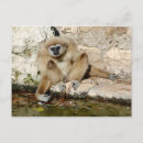 Search for gibbon postcards Ape