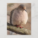 Search for birds of america postcards Picture