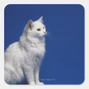 Search for cat sitting stickers Studio shot