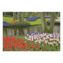 Search for dutch tulip posters Europe