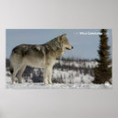 Search for canadian wildlife posters Television