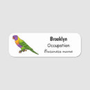 Search for parrot Australia