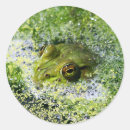 Search for frog eyes stickers Reptile