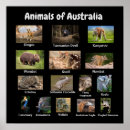 Search for kangaroo posters Mammals