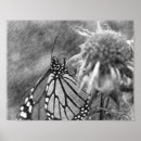 Search for butterfly on black art Insect
