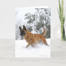 Search for malinois cards Belgian