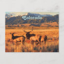 Search for grasslands postcards Wildlife