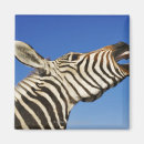 Search for southern magnets Wildlife