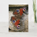 Search for peacock butterfly cards Insect