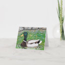 Search for cute duck cards Wildlife