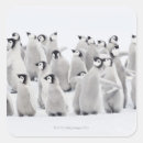Search for wild birds stickers Animals in the wild