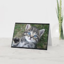 Search for cat breeds cards Cats