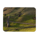 Search for moai cards Polynesia