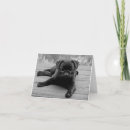 Search for black pug cards Puppies