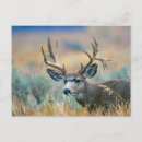 Search for mule deer postcards Buck