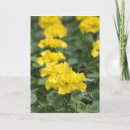 Search for marigold flower cards Garden