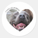 Search for pitbull puppy stickers Puppies