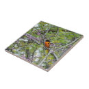 Search for oriole tiles Nature