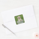 Search for dog bathing stickers Puppy