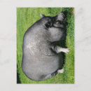 Search for bellies postcards Fat