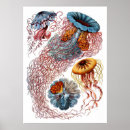 Search for vintage jellyfish posters Kunstformen der natur