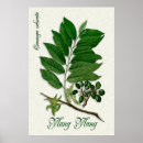 Search for aromatherapy posters Botanical