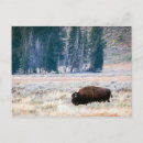 Search for american national park postcards Nature