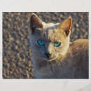 Search for kitty flyers Animal