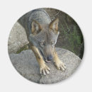 Search for europeans magnets Wildlife