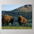 Search for canada national parks posters Waterton lakes