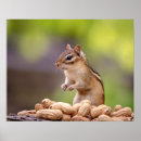 Search for chipmunk posters Nature