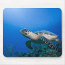 Search for caribbean electronics Underwater
