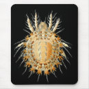 Search for mites Acari