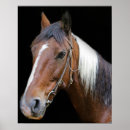 Search for horse heads posters Animals