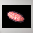 Search for mitochondria posters Biology