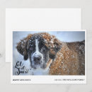 Search for st bernard christmas cards Dog