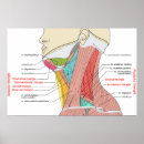 Search for posterior posters Muscles